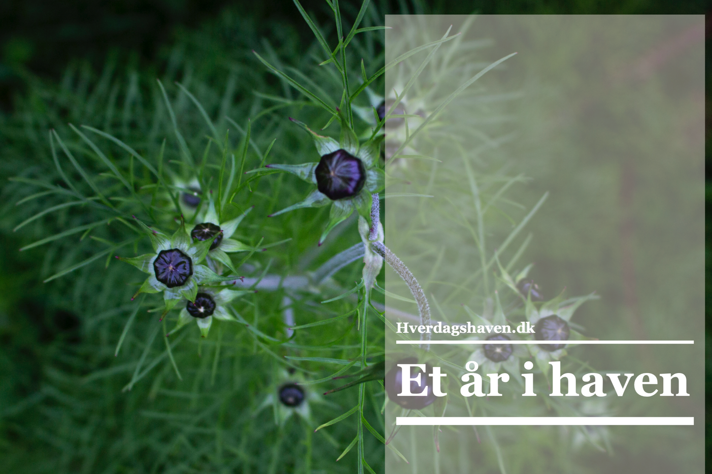 Et år i haven